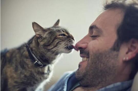 被主人征服的猫咪,都会有这些特征,你家猫有几个