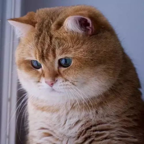 大橘已定橘猫或成最受欢迎萌宠