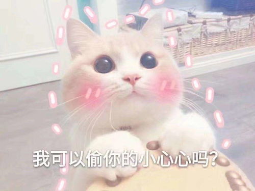 歪,警察叔叔吗说出来你可能不信,一只很肥的橘猫抢了我自行车