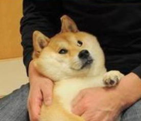 柴犬才是汪星界表情包鼻祖,就是二哈也得服