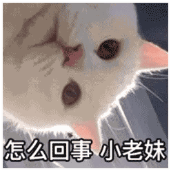 猫咪表情包反抗是不敢反抗的,只能偷偷略略略这样子