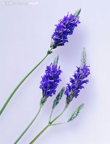 40岁女人的头像背影薰衣草普罗旺斯薰衣草