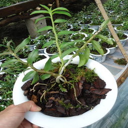 铁皮石斛生物物种搜狗百科