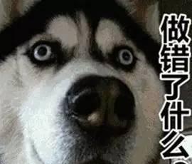 二哈搞笑表情大集合,确认过表情,血统都很纯正