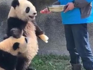 国宝熊猫再现表情包,叉腰火了,网友这是要成精