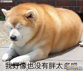 一起长胖表情包柯基