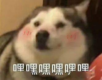 糊弄学必备表情包合集,怎么觉得都是我常用词