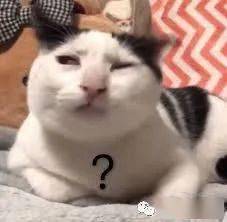 猫的表情包卖萌奶牛猫
