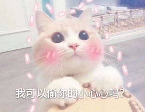 可爱猫咪表情包,萌萌的小仙女最为喜欢,小哥哥都hold不住