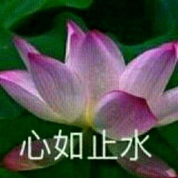 佛系养老头像了解一下,你不会后悔的