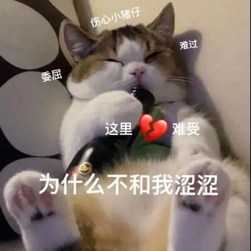搞钱搞钱搞钱第269期喵表情