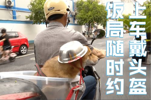 笑出声大爷给柴犬狗子带上了戴铁盆头盔,秒变表情包