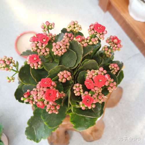 超级耐旱的花花,喜欢浇水党勿进