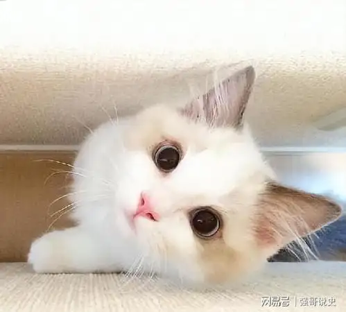 看哭了,猫咪离开你,居然会这么伤心