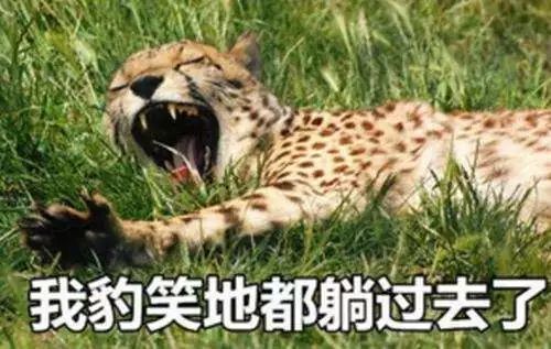 豹毙表情包非常豹