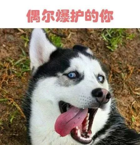 蠢萌二哈表情包骂人