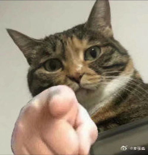 九宫格兔子指人表情包表情