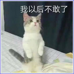 小鹿表情包猫咪