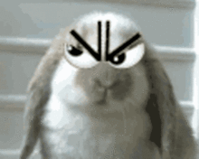 加菲猫表情包gifgif