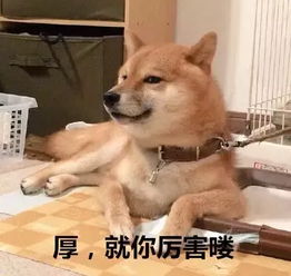 哈士奇大战柴犬,快进来收表情包啦