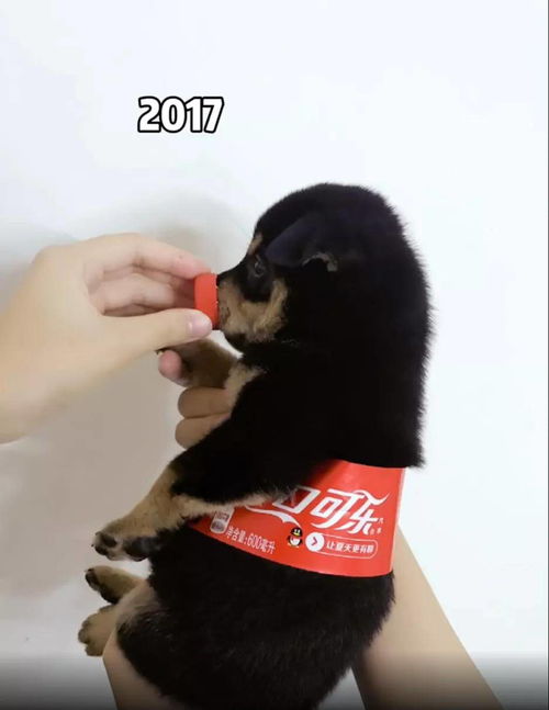 天天都在用的表情包猫咪,主人居然是个肌肉猛男