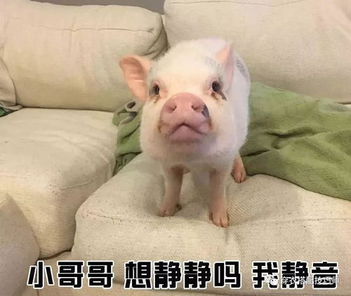 小埋表情包视频小猪