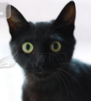 有蓝眼睛的黑猫或绿眼睛的黑猫吗