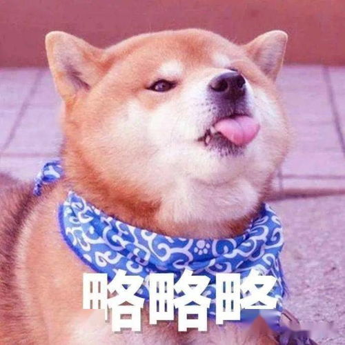 狗狗最害怕的4件事,每一件都像要了它的命