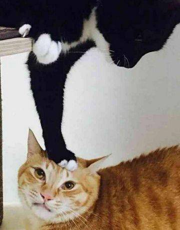 图片怎么变成表情包橘猫