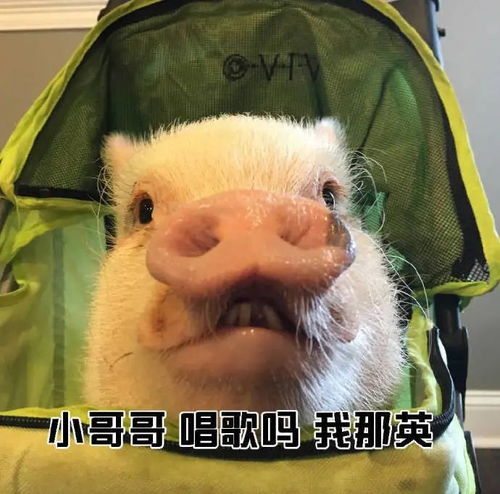 表情包教大家如何一句话搭讪小哥哥