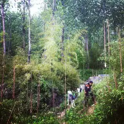 理想的午后莫干山旅游攻略
