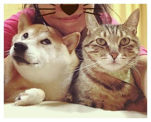 一张照片火遍全球成为表情包王者这只柴犬过16岁生日啦