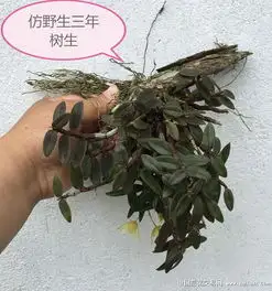 精品呈现,三年树生仿野生铁皮石斛多图