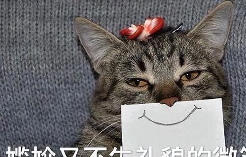 若猫咪拥有这几个特征,说明它是旺家猫,要好好珍惜