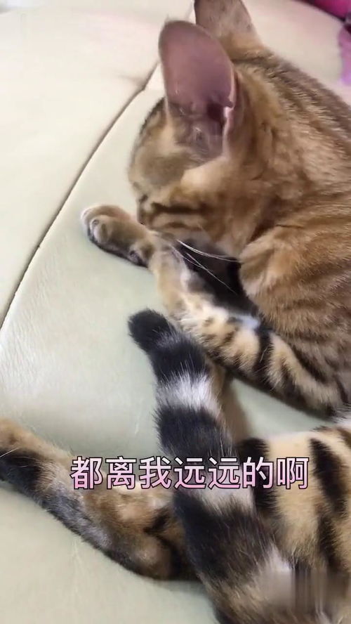猫大爷,从今天开始我们哥仨就听你使唤了,跟兄弟开口啊