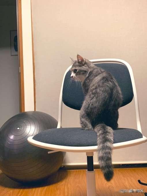 猫咪为了能霸占椅子,一直使用小手段赶走主人