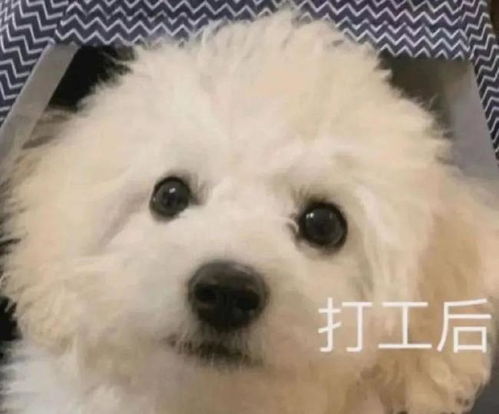 男友妹妹裸辞来投靠男友,把我家弄一团糟,男友还不让我说她