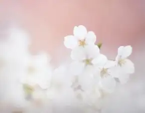 50岁淡雅头像微信花朵淡雅