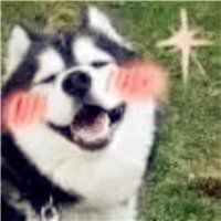 叼花哈士奇表情包