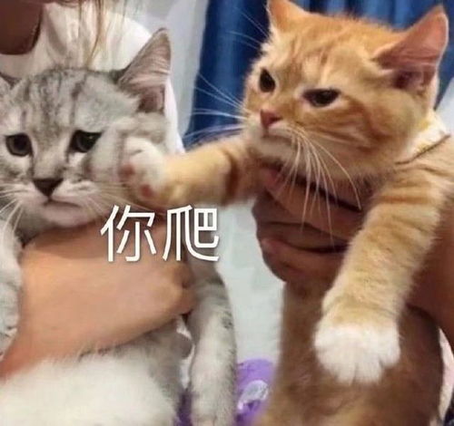 热巴因用蔡徐坤表情包道歉,分享一些沙雕实用的朋友圈微博文案