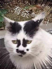 今日特辑猫瘾太重今儿帮你戒个猫毒吧