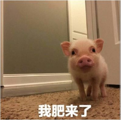 视频怎么做成表情包动图猪叫