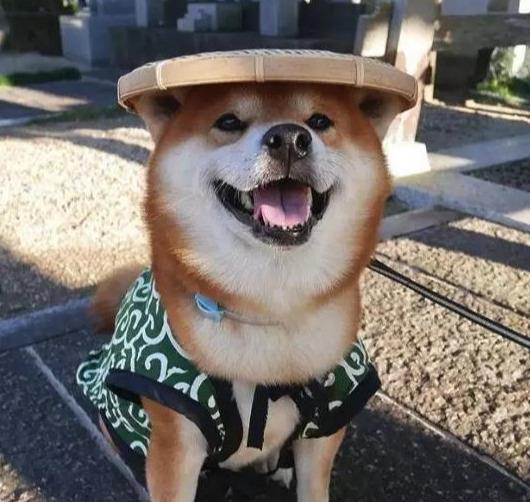 日本博主晒出自家柴犬,治愈的笑容像极了夏天