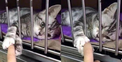 宠物店小猫握住网友的手带我走,当网友手抽回时猫咪表情扎心