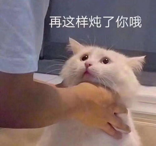 不乖,炖了你哦丨第135期喵表情