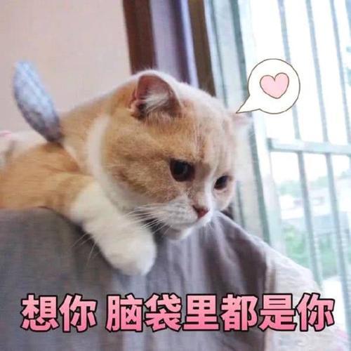 哇,可爱猫咪表情包来了,喜欢猫咪的快来收图,萌得我一塌糊涂