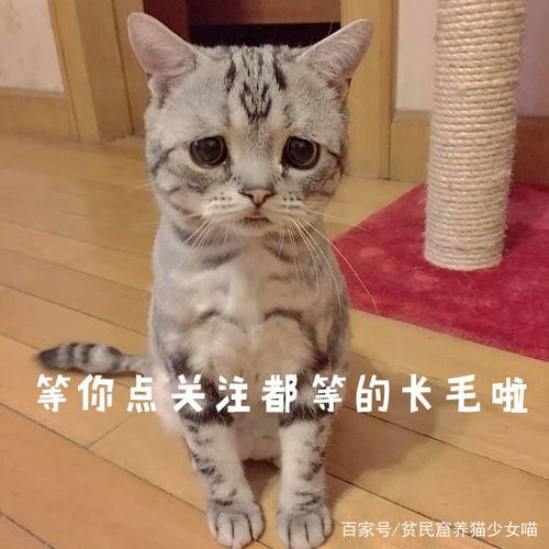 猫咪与电视的神奇互动,爆笑错位照片,快来把这只猫抱走