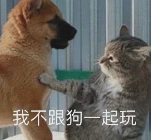 我把猫独自留在家里7天,一看监控瞬间崩溃了
