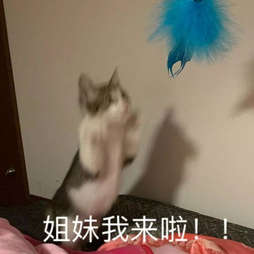 人少免费重庆私藏上万株格桑花,即将迎来最美盛花期