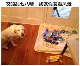 9条养狗经验心得,简直不能更准